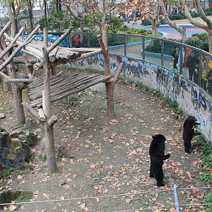 Asiatic Black Bears begging for food