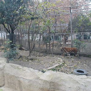 South China Tiger (front) and Siberian Tiger (back)