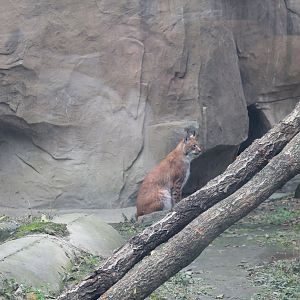 Labeled as "Lynx lynx"