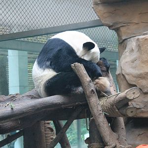 Giant Panda