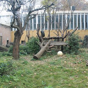 Giant Panda outside enclosure