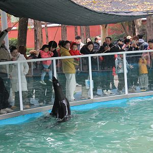 Cape Fur Seal leaping for fish