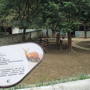 Hog Deer yard
