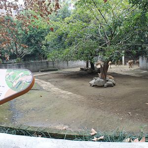 Pere David's Deer yard