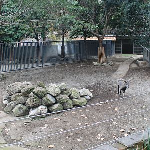 Bharal (Blue Sheep) yard