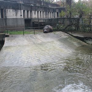 Hippo enclosure