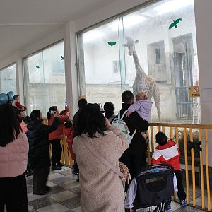 Inside the Giraffe house