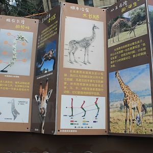 Giraffe signage