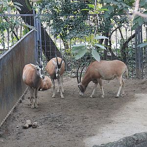 Strange-looking Scimitar-horned Oryx