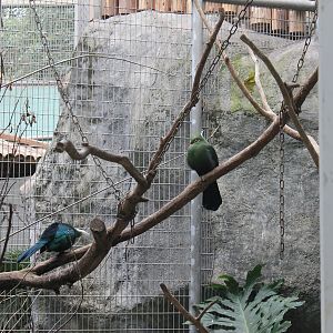 Livingstone's Touracos