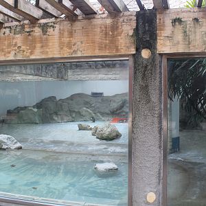 African Penguin enclosure