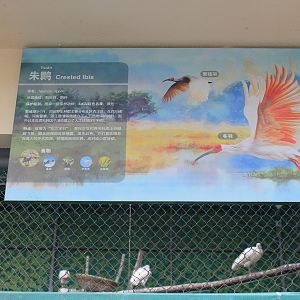 Chinese Crested Ibis
