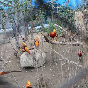 Golden Pheasants