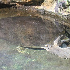 Malaysian Giant Turtle (Orlitia borneensis)