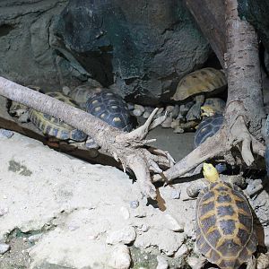 Yellow-headed Tortoises (Indotestudo elongata)
