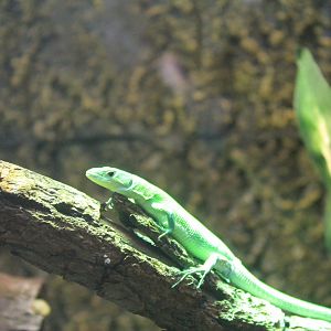 Green Keel-bellied Lizard (Gastropholis prasina)