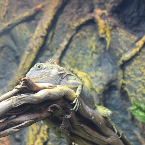 New Guinea Forest Dragon (Hypsilurus magnus)