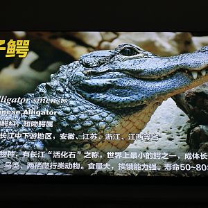 Example of signage in Reptile House