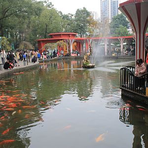 Koi Carp pool
