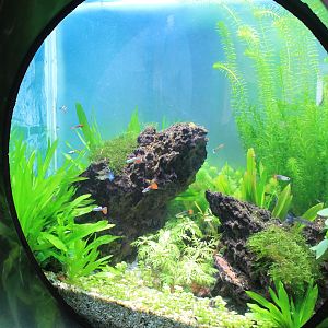 example of tank in the aquarium