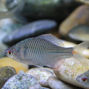 Rosy Bitterling (Rhodeus ocellatus)