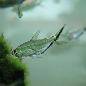 Black-tailed Tetra (Moenkhausia costae)