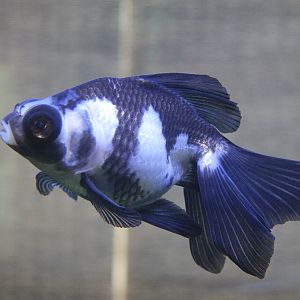 Panda Butterfly Tail (goldfish)