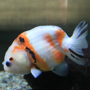 Chinese Ranchu (goldfish)