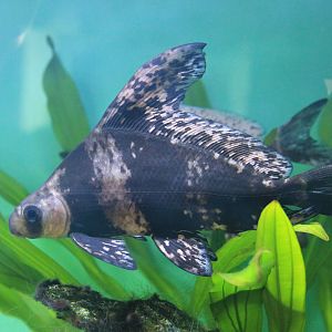 Chinese High-fin Shark (Myxocyprinus asiaticus)