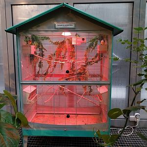 Palmiaria Miejska Gliwice - Utility Plant Pavilion - Gouldian finch birdcage