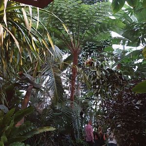 Palmiaria Miejska Gliwice - Tropical Pavilion