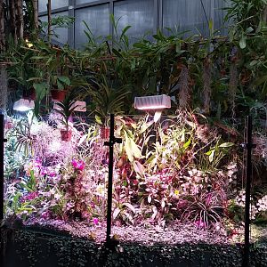 Palmiaria Miejska Gliwice - Tropical Pavilion - Orchid display