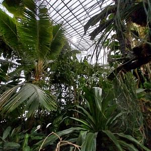 Palmiaria Miejska Gliwice - Tropical Pavilion