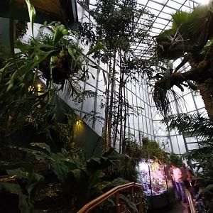 Palmiaria Miejska Gliwice - Tropical Pavilion