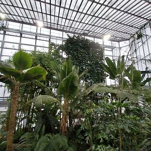 Palmiaria Miejska Gliwice - Tropical Pavilion