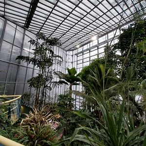 Palmiaria Miejska Gliwice - Tropical Pavilion