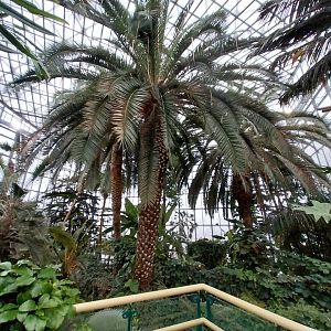 Palmiaria Miejska Gliwice - Historical Pavilion