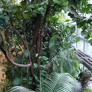 Palmiaria Miejska Gliwice - Historical Pavilion