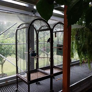 Palmiaria Miejska Gliwice - Historical Pavilion - Cockatiel and Masked lovebird birdcage
