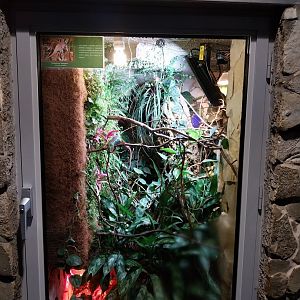 Palmiaria Miejska Gliwice - Historical Pavilion - Panther chameleon exhibit