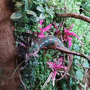 Palmiaria Miejska Gliwice - Historical Pavilion - Panther chameleon (Furcifer pardalis)