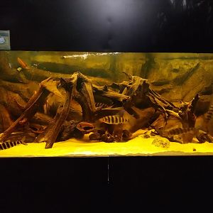 Palmiaria Miejska Gliwice - Historical Pavilion - Blackwater aquarium