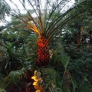 Palmiaria Miejska Gliwice - Historical Pavilion