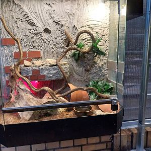 Palmiaria Miejska Gliwice - Succulent Pavilion - Sinaloan milksnake exhibit