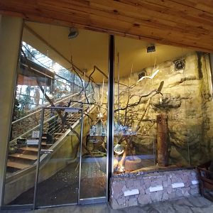 Palmiaria Miejska Gliwice - Succulent Pavilion - Red-flanked variegated squirrel exhibit