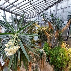 Palmiaria Miejska Gliwice - Succulent Pavilion