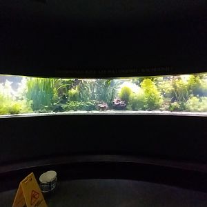 Palmiaria Miejska Gliwice - Aquarium - Southeast Asian aquarium