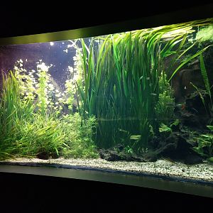 Palmiaria Miejska Gliwice - Aquarium - Southeast Asian aquarium