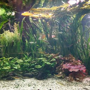 Palmiaria Miejska Gliwice - Aquarium - Southeast Asian aquarium