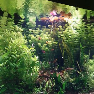 Palmiaria Miejska Gliwice - Aquarium - Southeast Asian aquarium